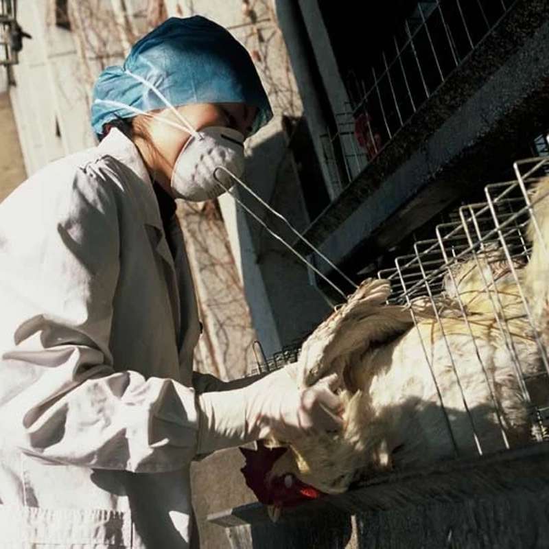 ¿Qué es la gripe aviar H5N2?: Las respuestas a 6 preguntas claves