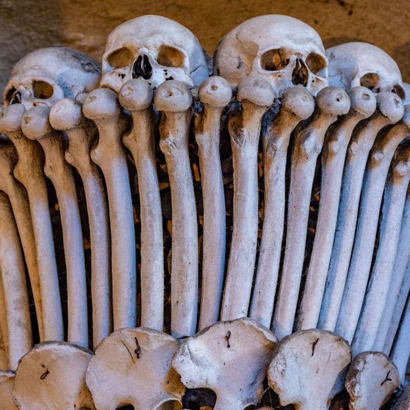 Una historia en los huesos: las pandemias en el camino del hombre