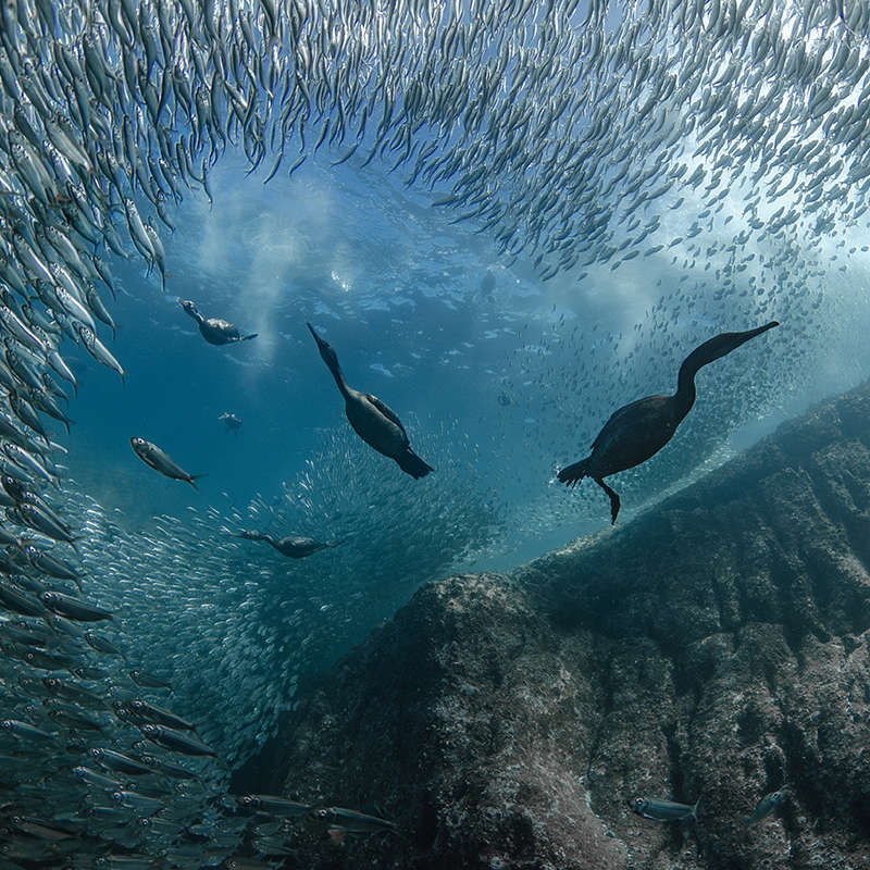 Las imágenes ganadoras del United Nations World Oceans Day Photo Contest 2024