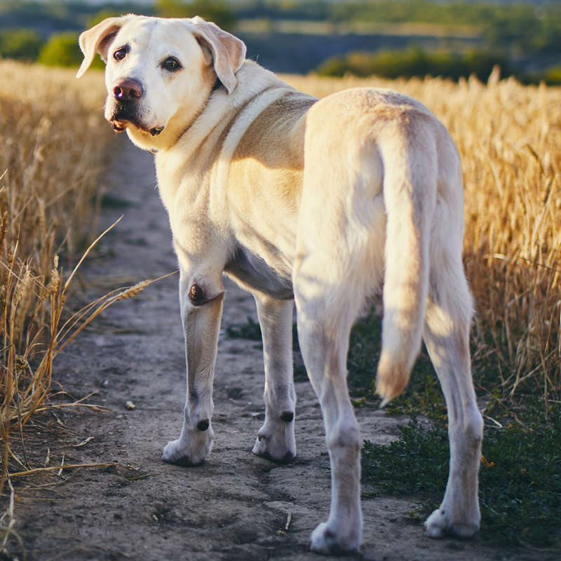 puede la endogamia causar problemas en los perros