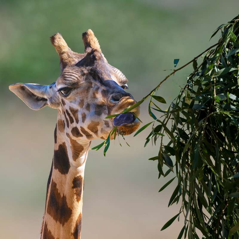 El enigma de las jirafas: la comida y no el sexo explicaría el largo de su cuello