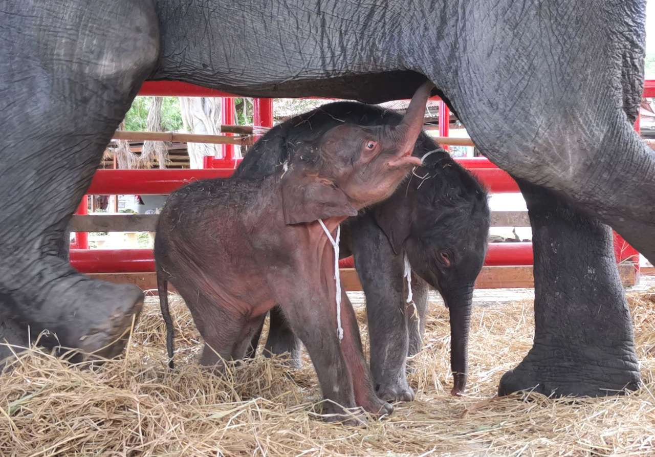 Nacen elefantes gemelos en Tailandia, ¿por qué es inusual?