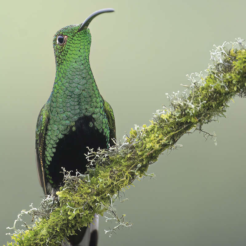 La asombrosa iridiscencia del colibrí aterciopelado