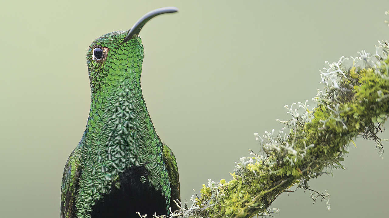 La asombrosa iridiscencia del colibrí aterciopelado