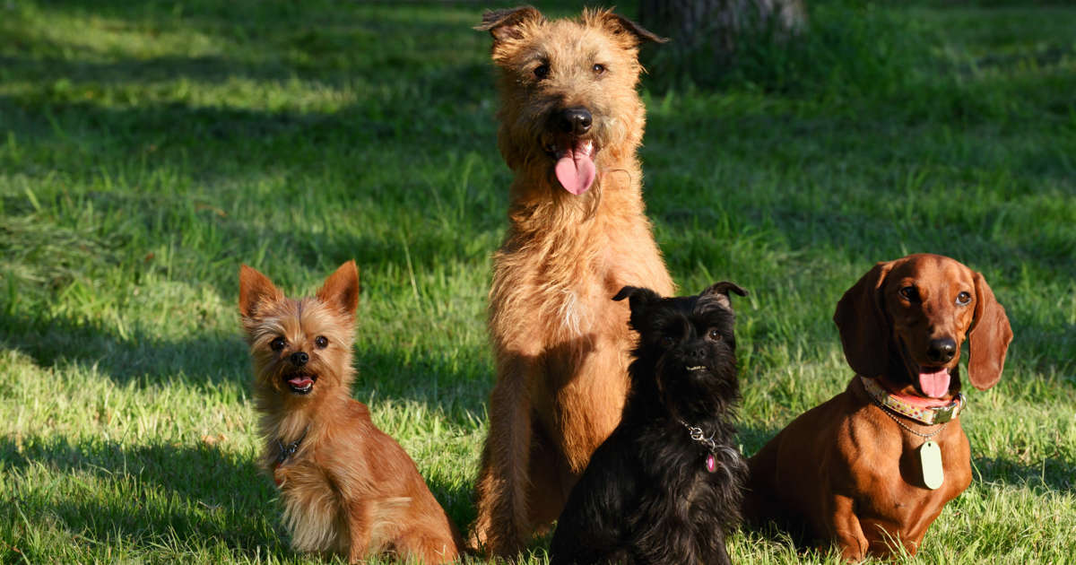 ¿Es verdad que cada año de un perro equivale a siete años humanos?