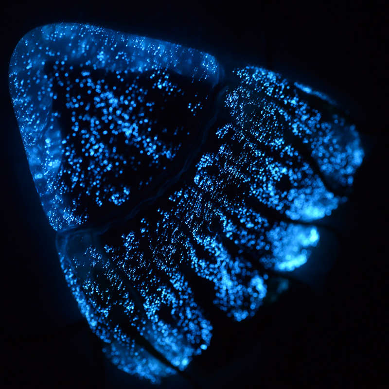 s PeriphyllaBiolumDSC 3951