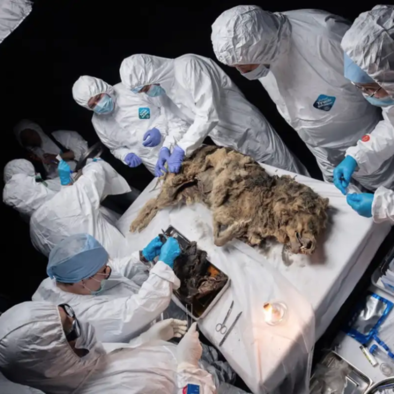 La autopsia desvelará la dieta de este antiguo lobo, así como los diversos patógenos que albergó su cuerpo.