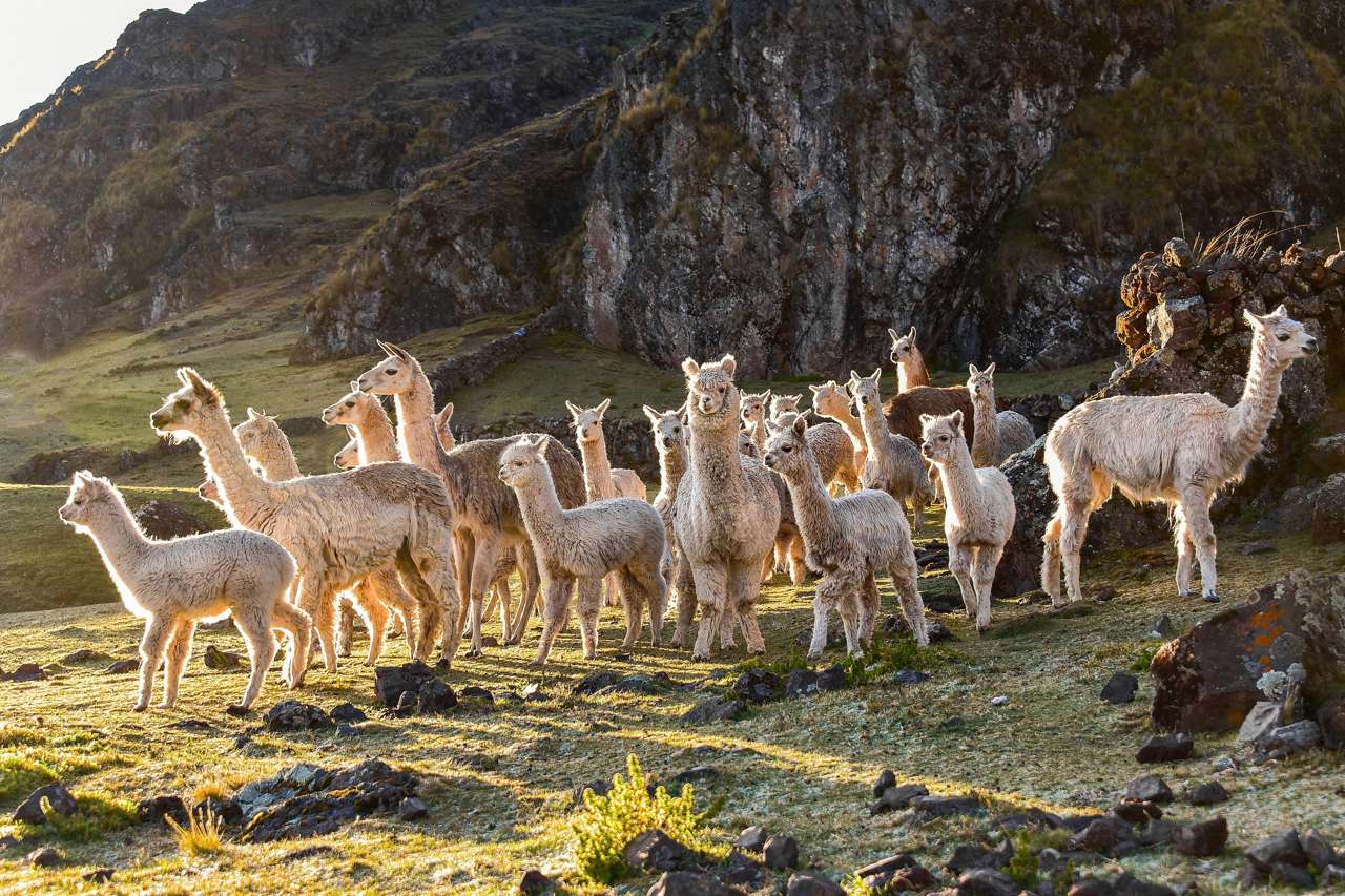 alpacas_df058040_240708131415_1280x853.jpg