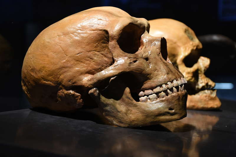 Comparison of hominid skulls