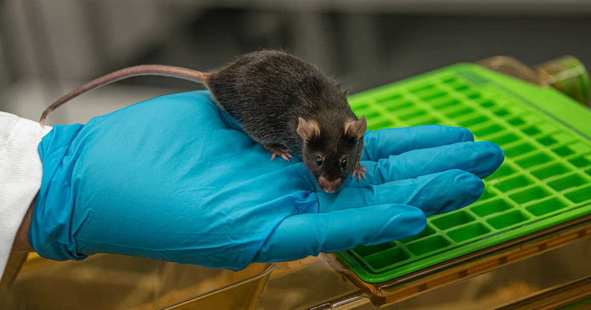 Elixir of youth? This drug increases the lifespan of mice by 25%
