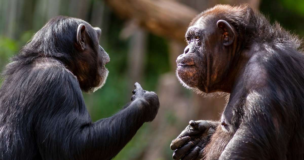 Chimpanzees take turns interrupting when they “talk,” just like humans do.