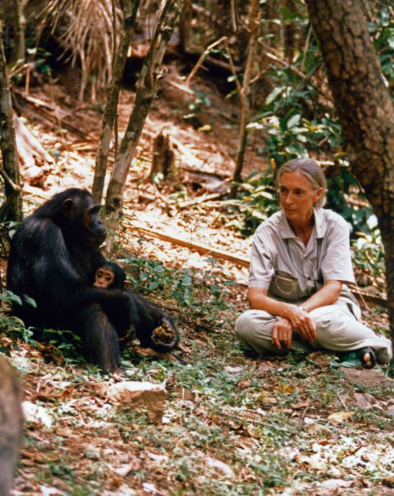 Jane Goodall in Gombe