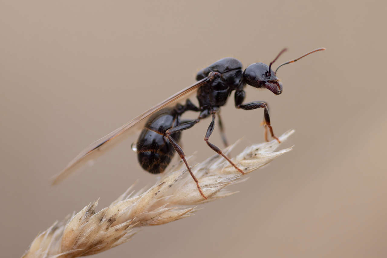 Ni surgen en un solo día, ni son un peligro: esta es la realidad de las hormigas voladoras