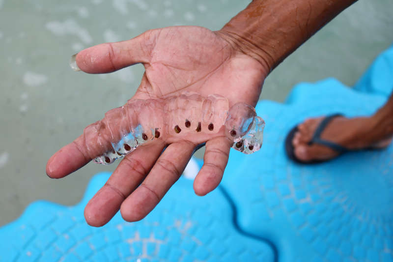 ¿Qué son las salpas? La rara especie que está apareciendo en playas ...