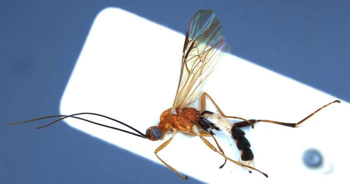 Two wasps named after Rafael Nadal and Roger Federer