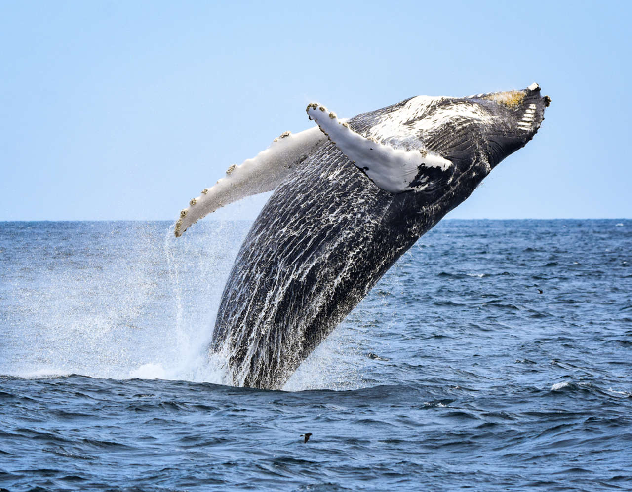 ¿Por qué una ballena jorobada volcó un barco?