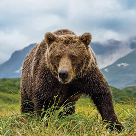 Osos Qué tipos de osos hay cuál es el más grande y peligroso y dónde