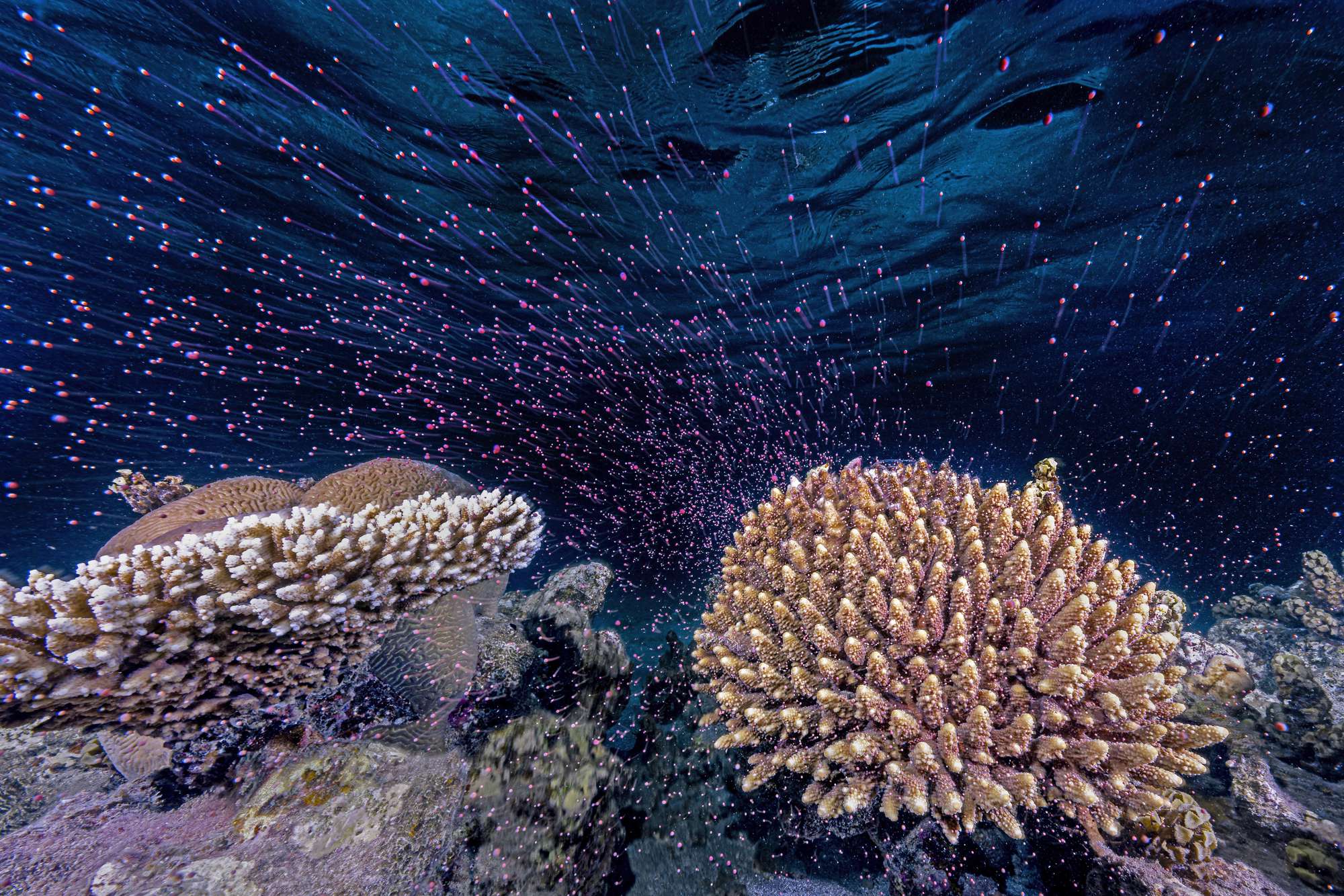 Ocean Photographer of the Year 2024: Estos son los finalistas
