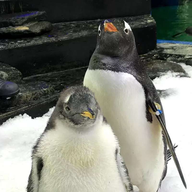 Un Biólogo Enamorado De Los Pingüinos 5987