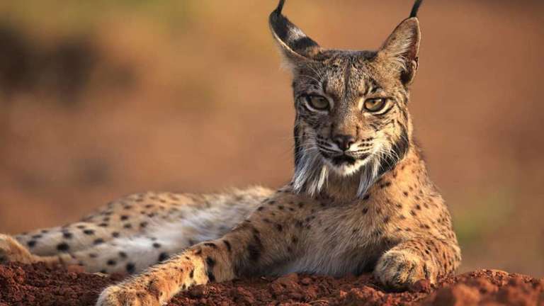 Reportajes y fotografías de Animales en peligro de extinción en