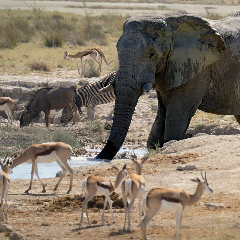 Algunos de los animales que se sacrificarán