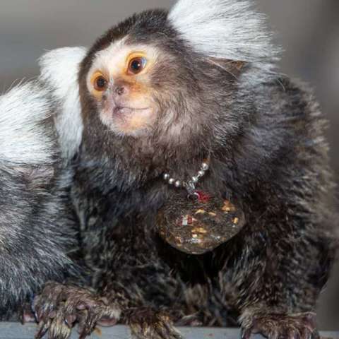 Monos fotos de monos, características y