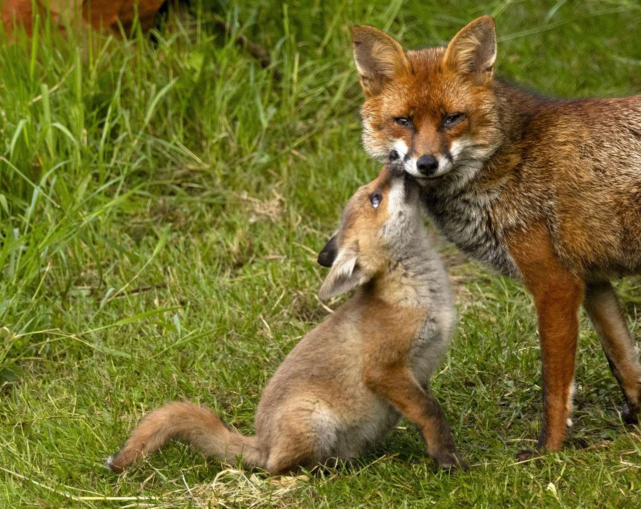 sn-fox-kiss-tickle-03_2c02142b_240909125806_1280x1016.jpg