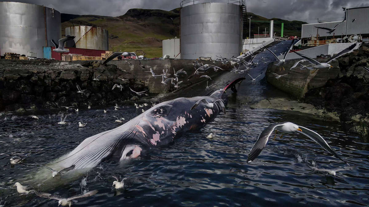 Conoce a los ganadores del Ocean Photographer of the Year 2024