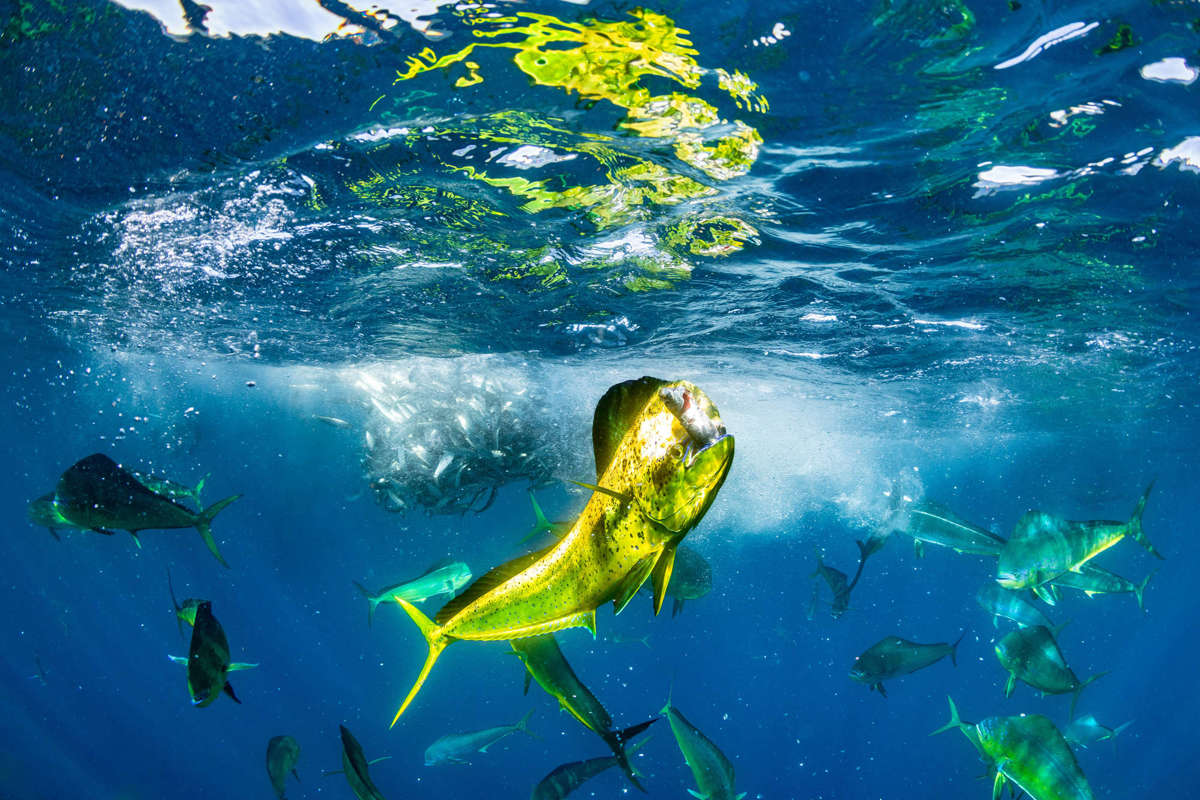 Conoce a los ganadores del Ocean Photographer of the Year 2024