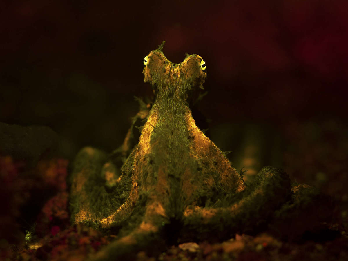 Conoce a los ganadores del Ocean Photographer of the Year 2024