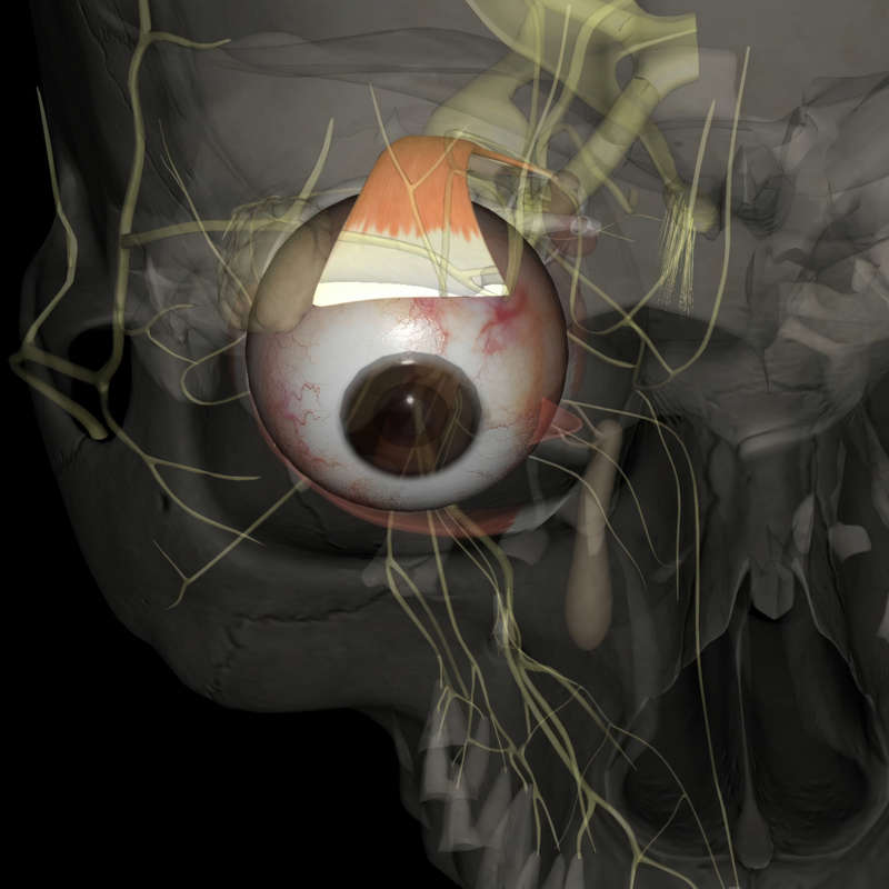 Se ha realizado por primera vez un trasplante total de ojo con éxito