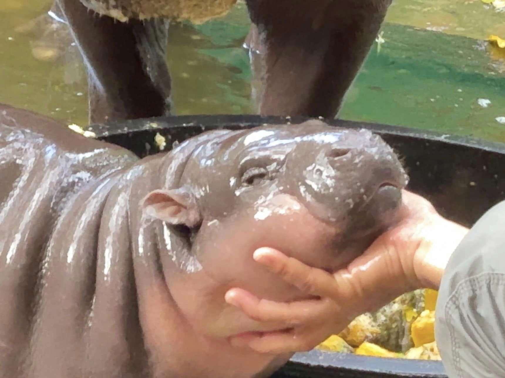 hipopótamo bebé zoo Tailandia