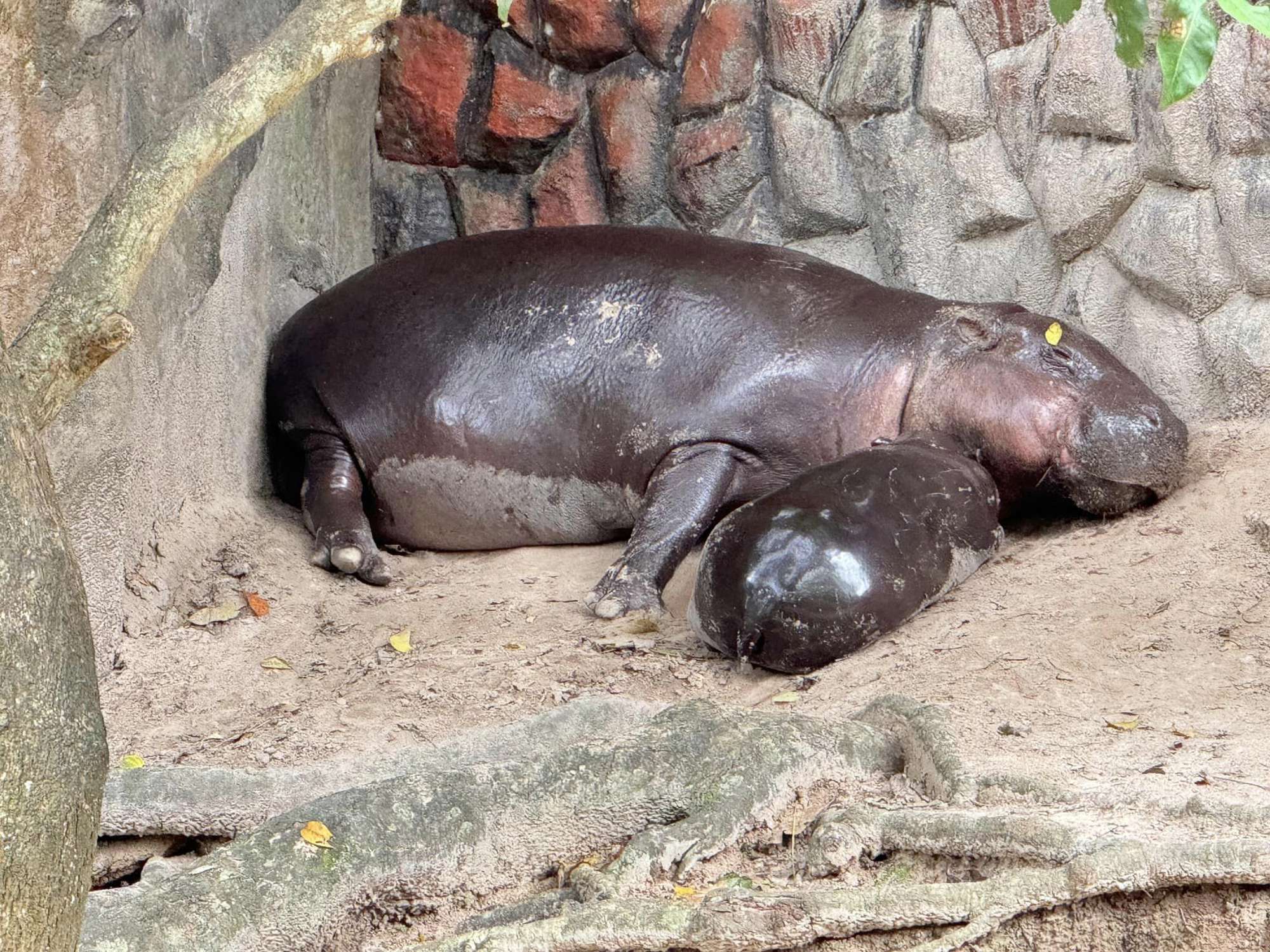 hipopótamo bebé zoo Tailandia