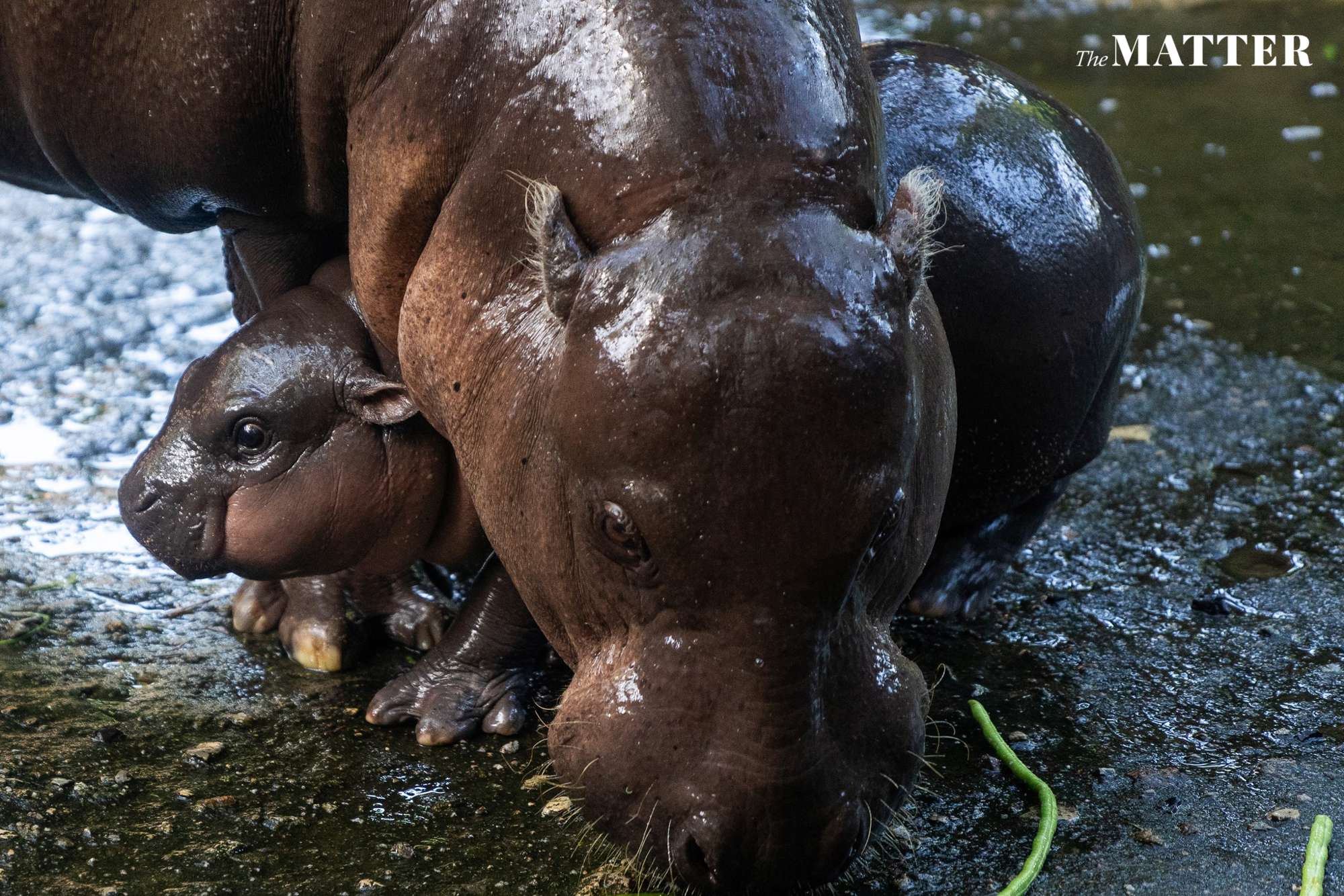 hipopótamo bebé zoo Tailandia