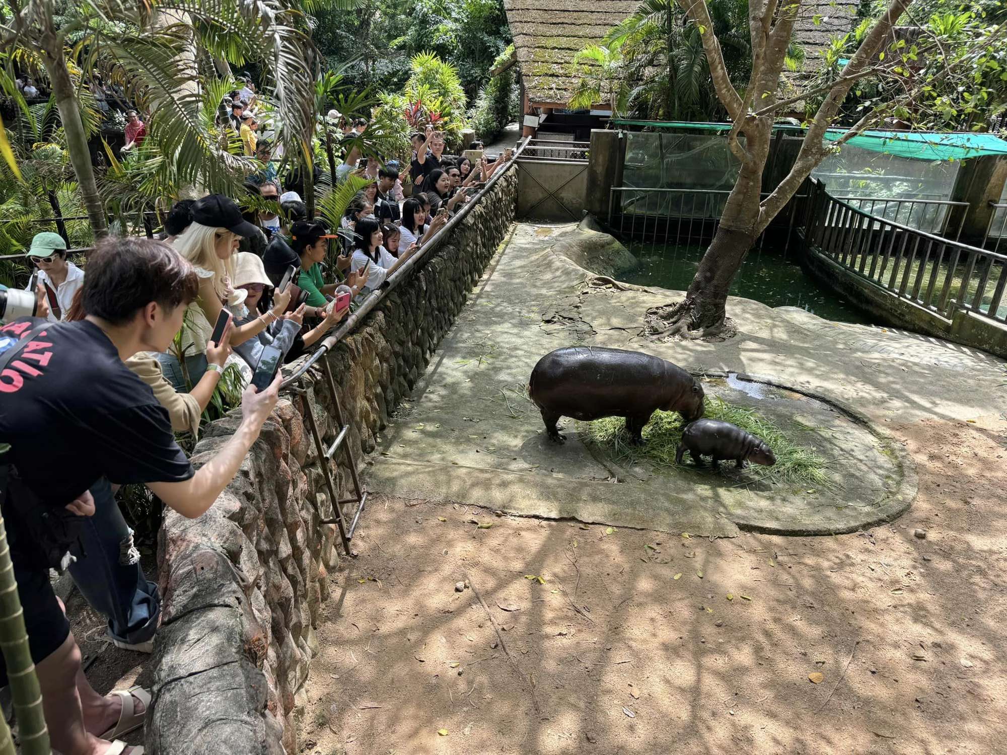 hipopótamo bebé zoo Tailandia