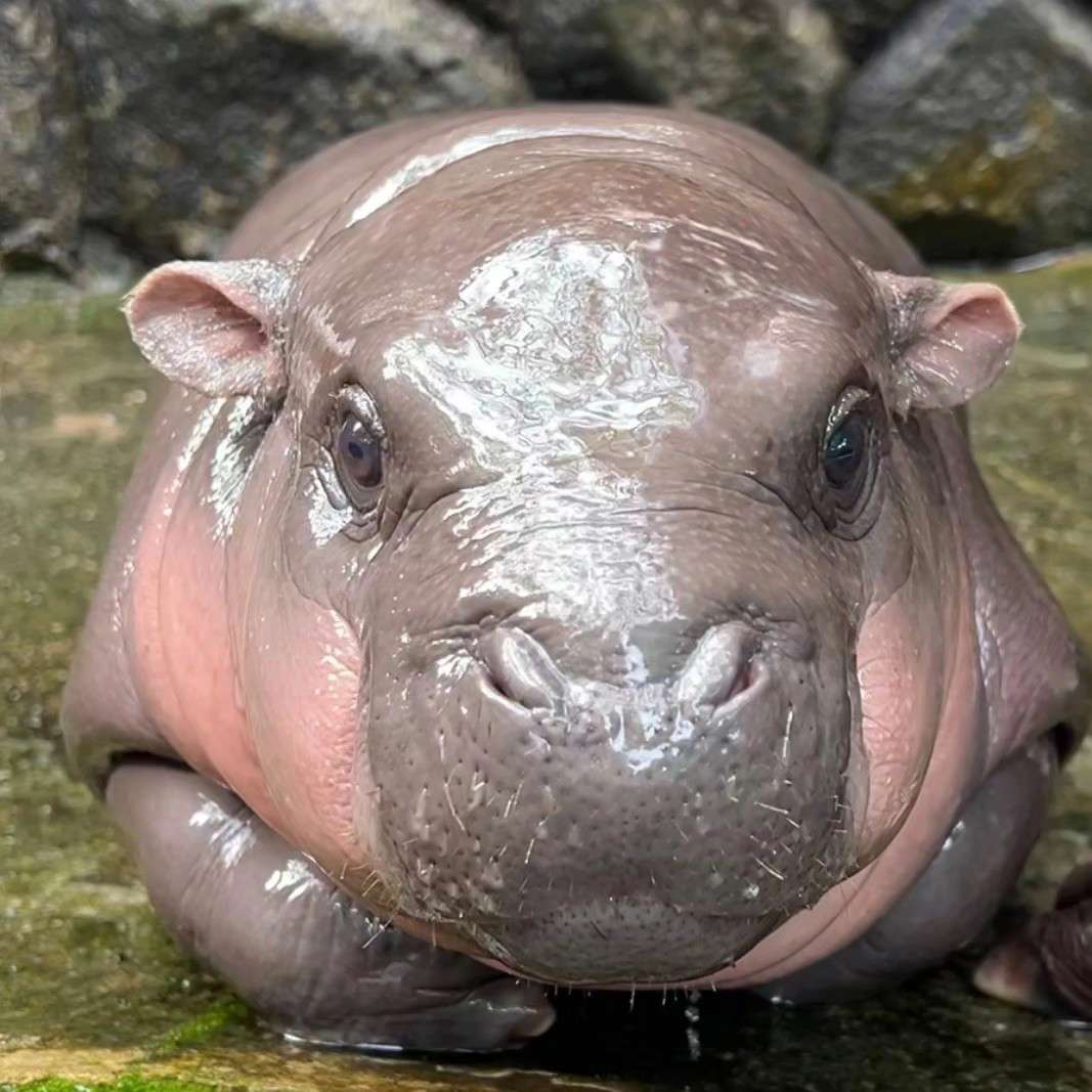 hipopótamo bebé zoo Tailandia