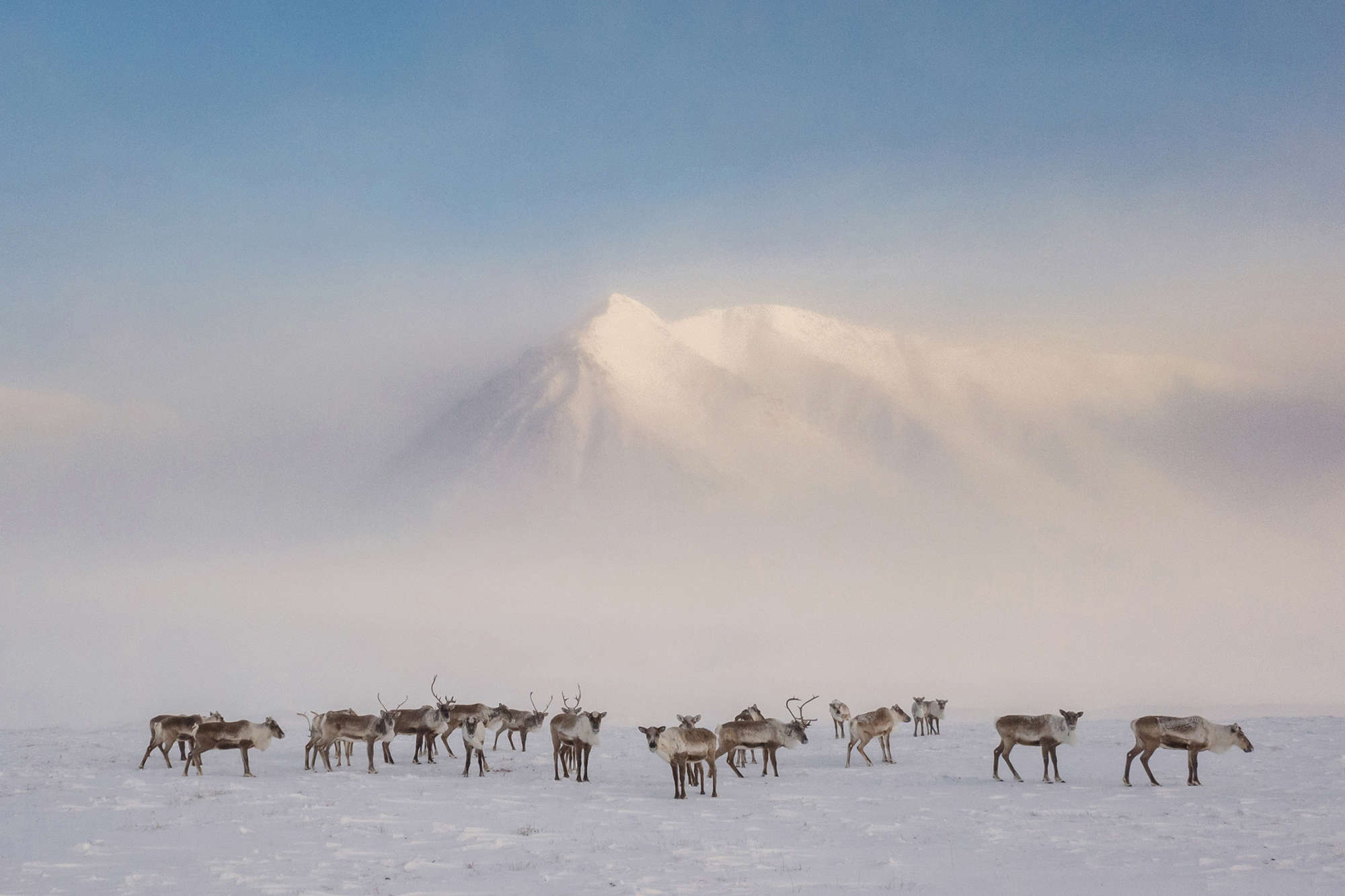 pp-vanishingcaribou_7ab990a3_240920122705_2000x1333.jpg