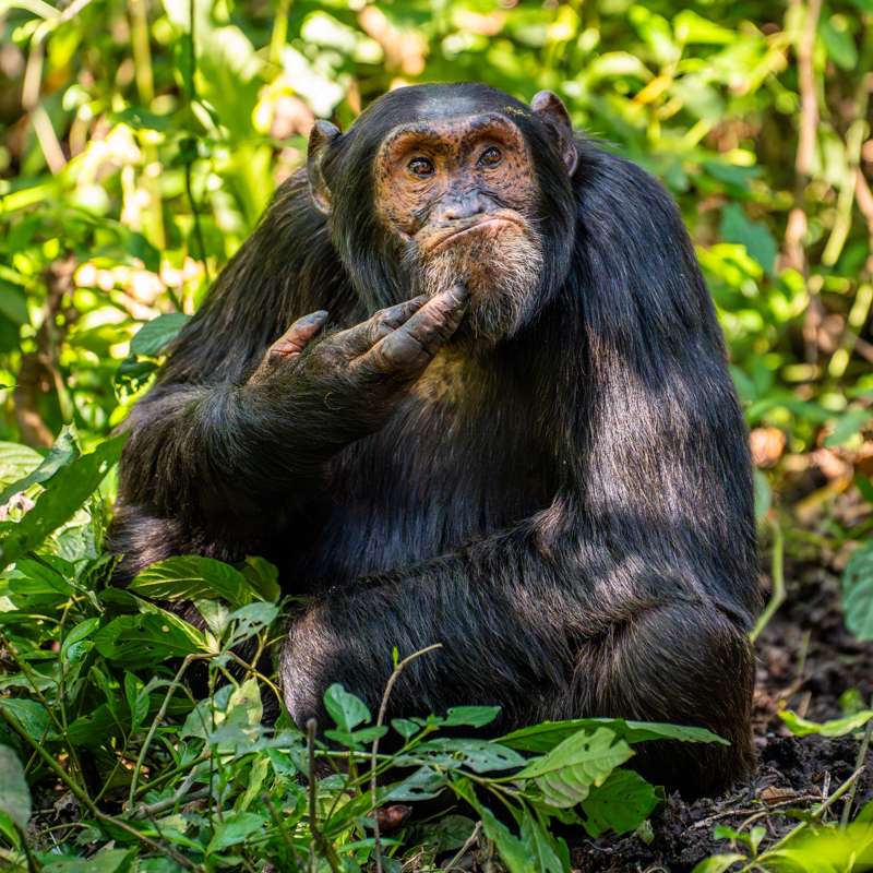 Arvind Mohandas The Contemplative Chimpanzee