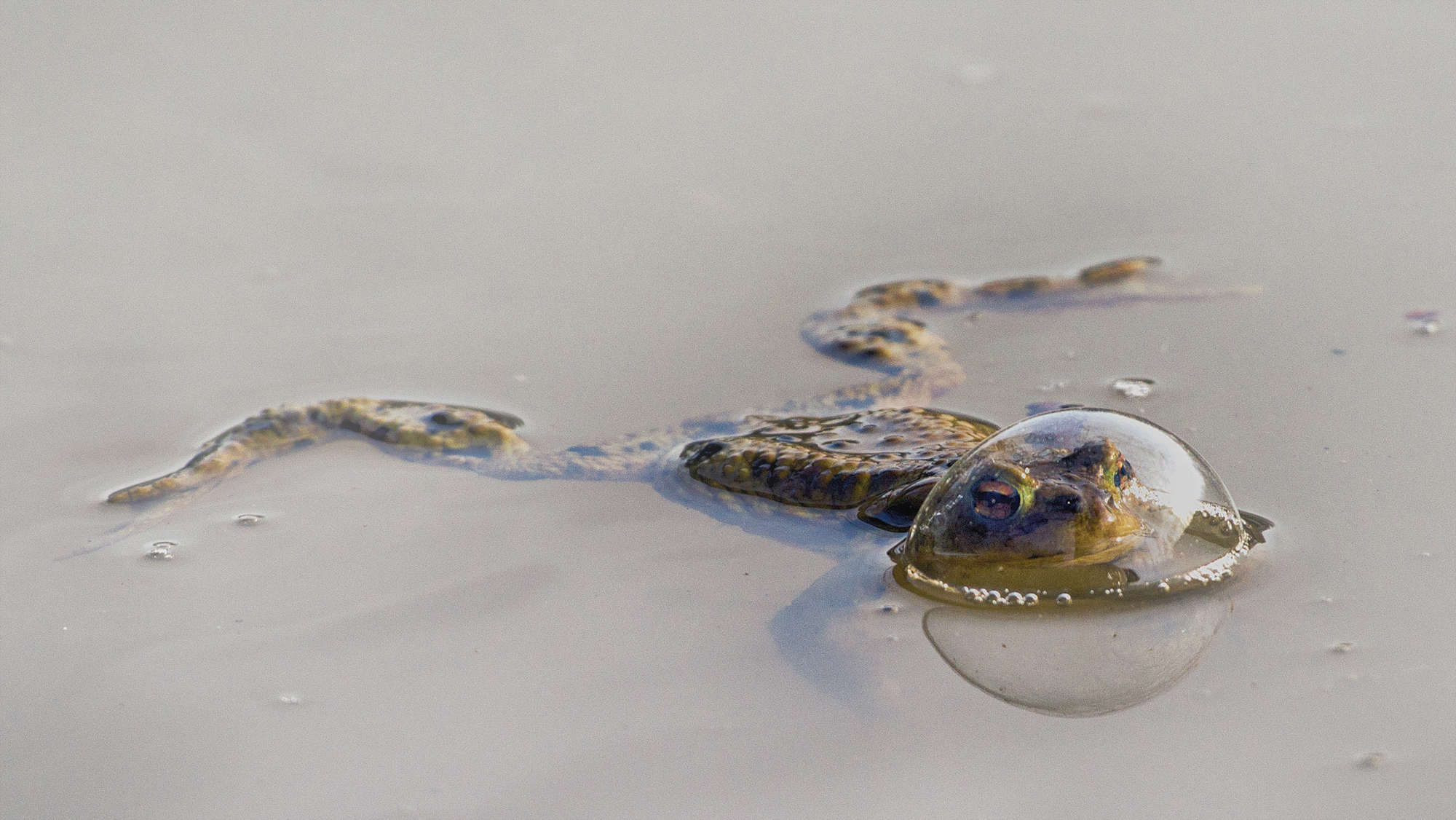 eberhard-ehmke-frog-in-in-a-balloon_046e05a8_240925153541_2000x1126.jpg