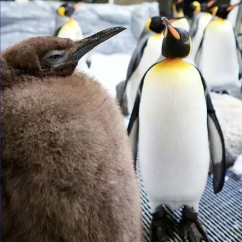 Asciugamani con pinguini - Italia