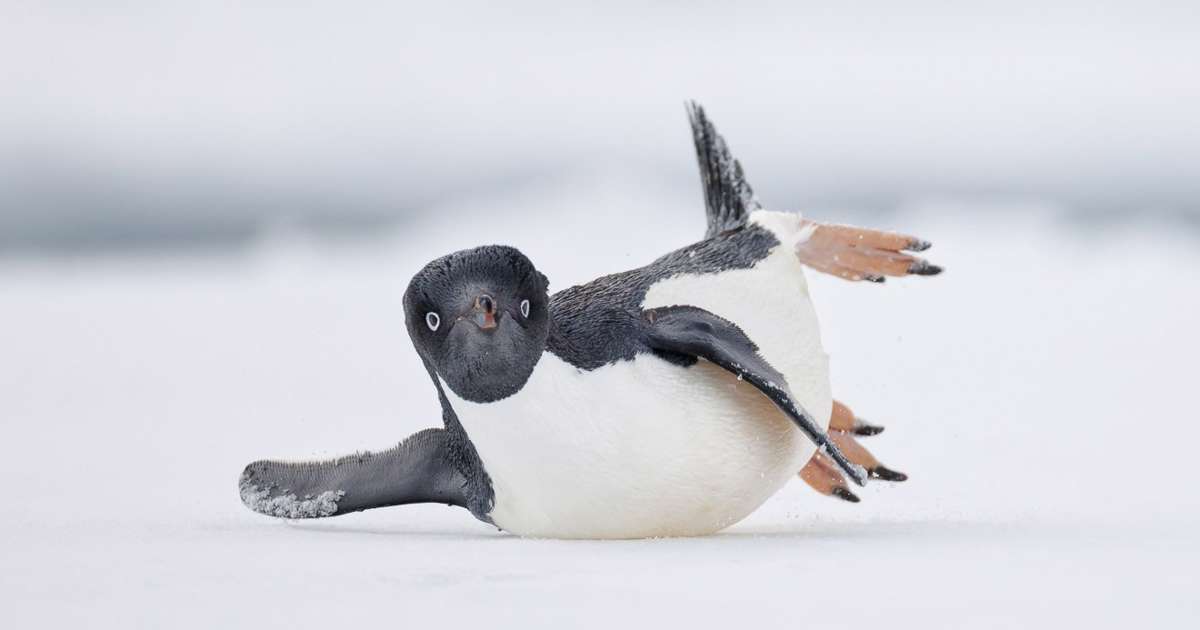 Best Bird Photos of 2024 by Bird Photographer of the Year