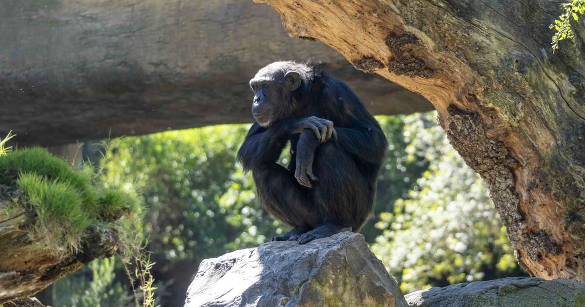 Termina el "duelo" de la chimpancé Natalia: un largo proceso natural e  instintivo