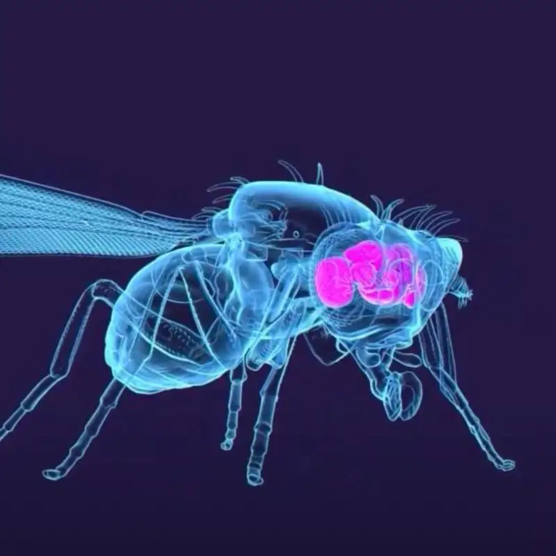 El cerebro de la mosca de la fruta: el mapa completo que puede revolucionar la neurociencia