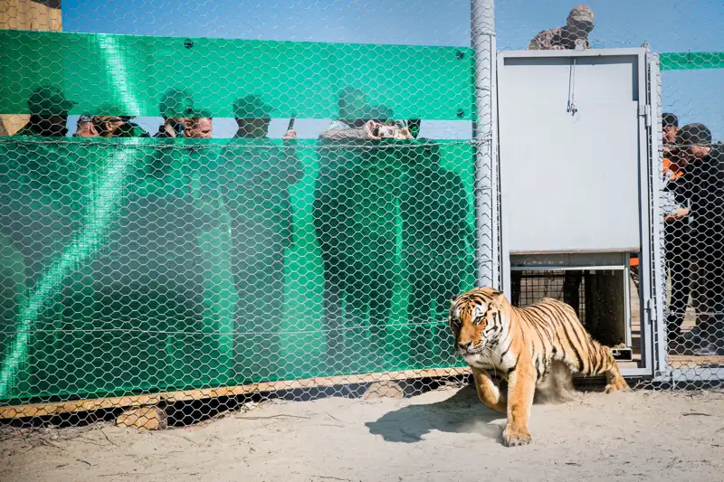 Tiger reintroduction Kazakhstan WWF (1)