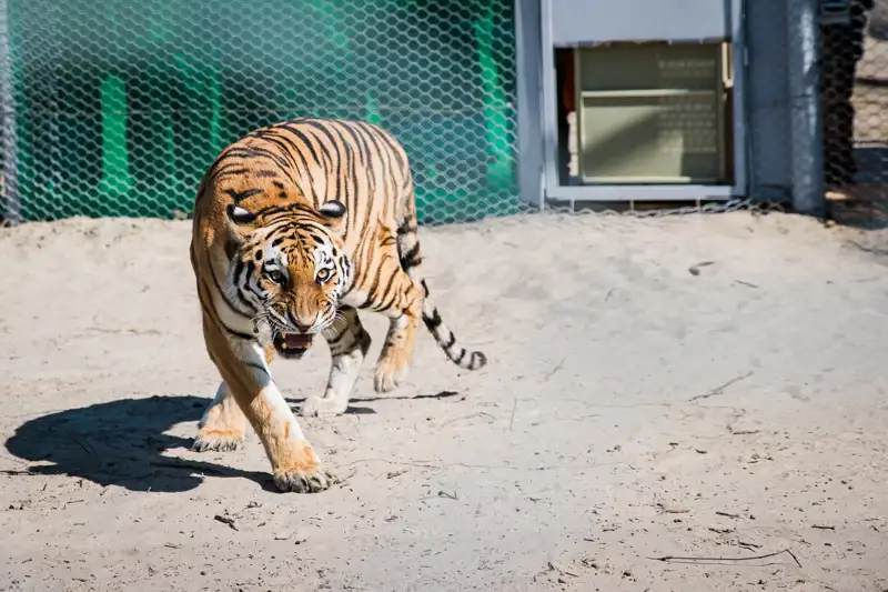 reintroduction of tigers in kazakhstan wwf