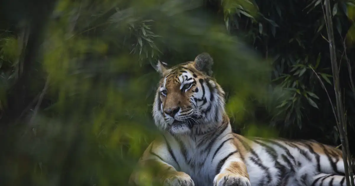 Tigers return to Kazakhstan after 70 years of extinction