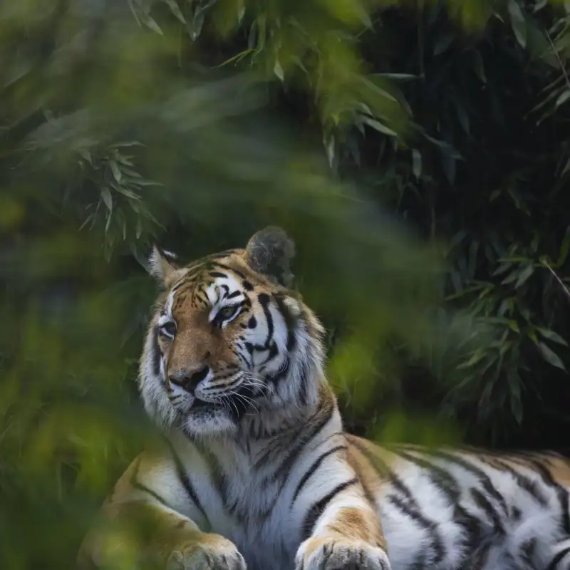 Los tigres regresan a Kazajistán tras 70 años extintos
