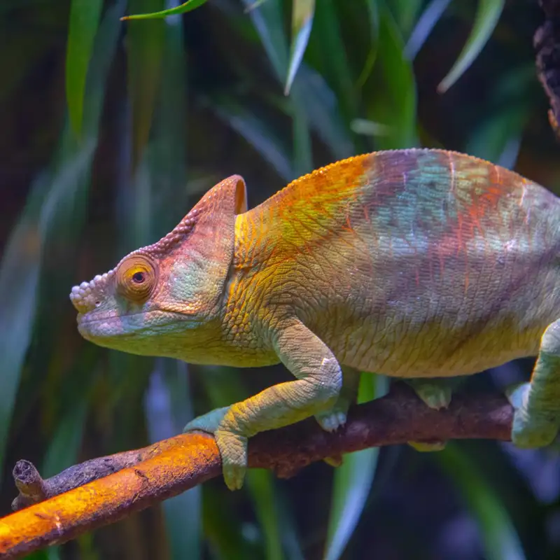 ¿Por qué los camaleones cambian de color?