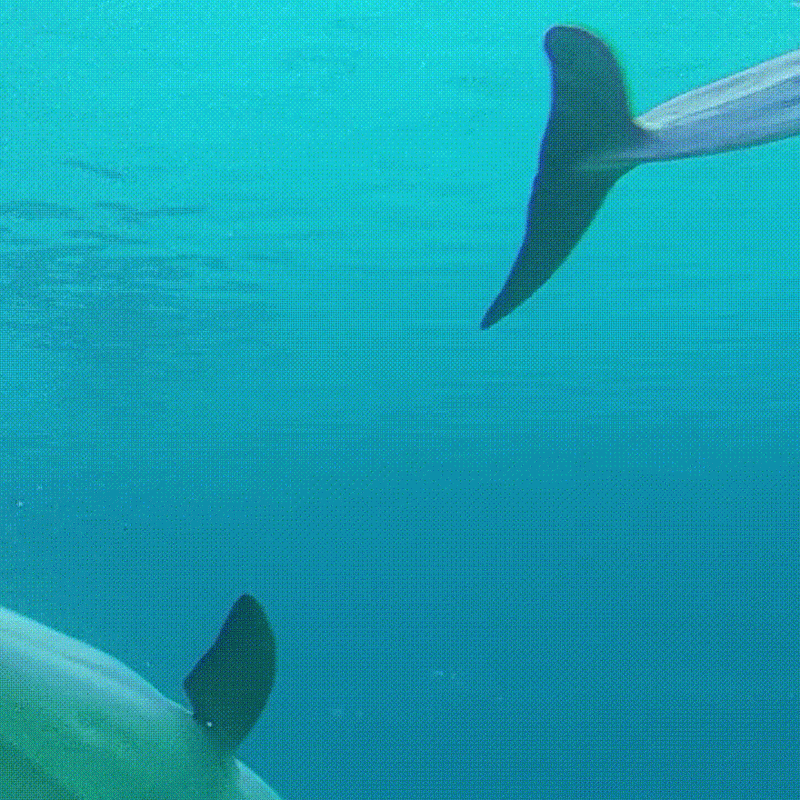 Sonreír al amigo, la estrategia de los delfines para evitar problemas durante el juego