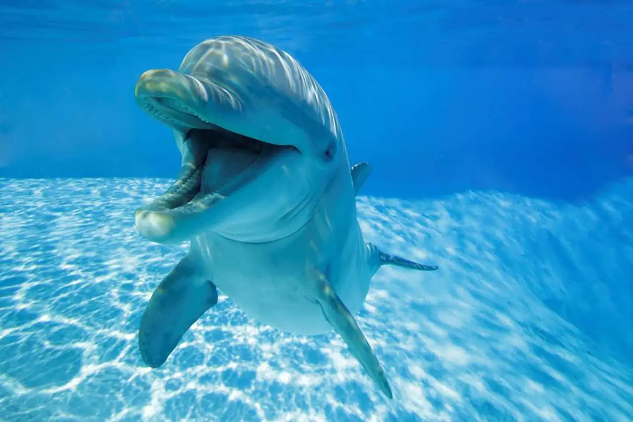 Los delfines se sonrien entre si mientras juegan